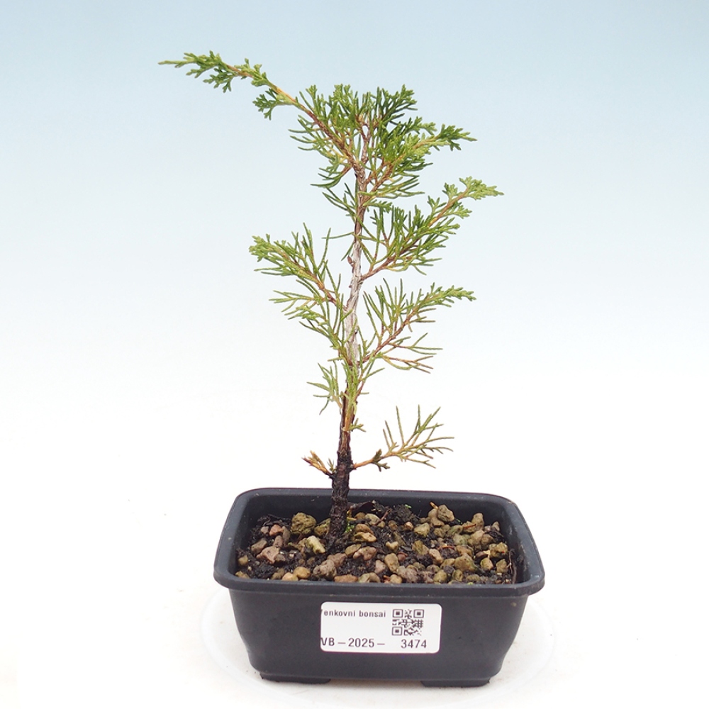 Outdoor bonsai - Juniperus chinensis Itoigawa