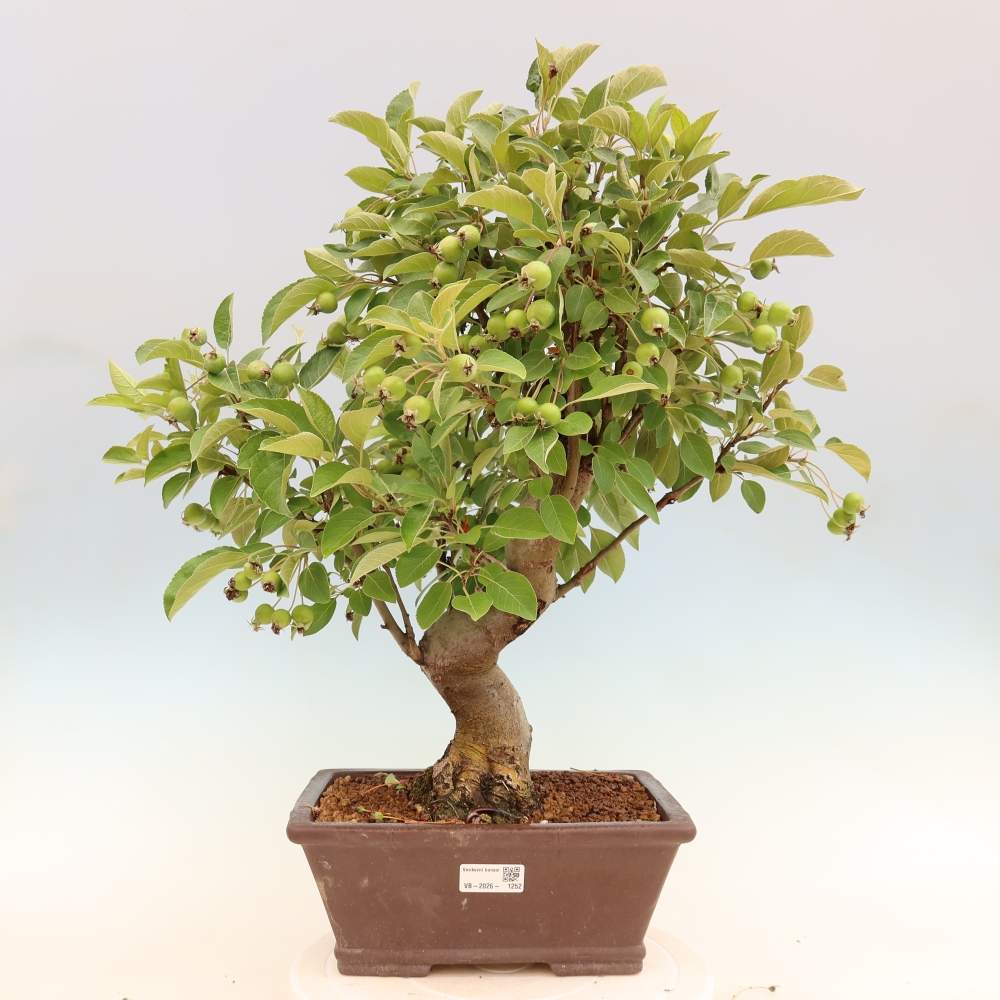 Outdoor bonsai - Malus halliana - Jabłoń drobnoowocowa