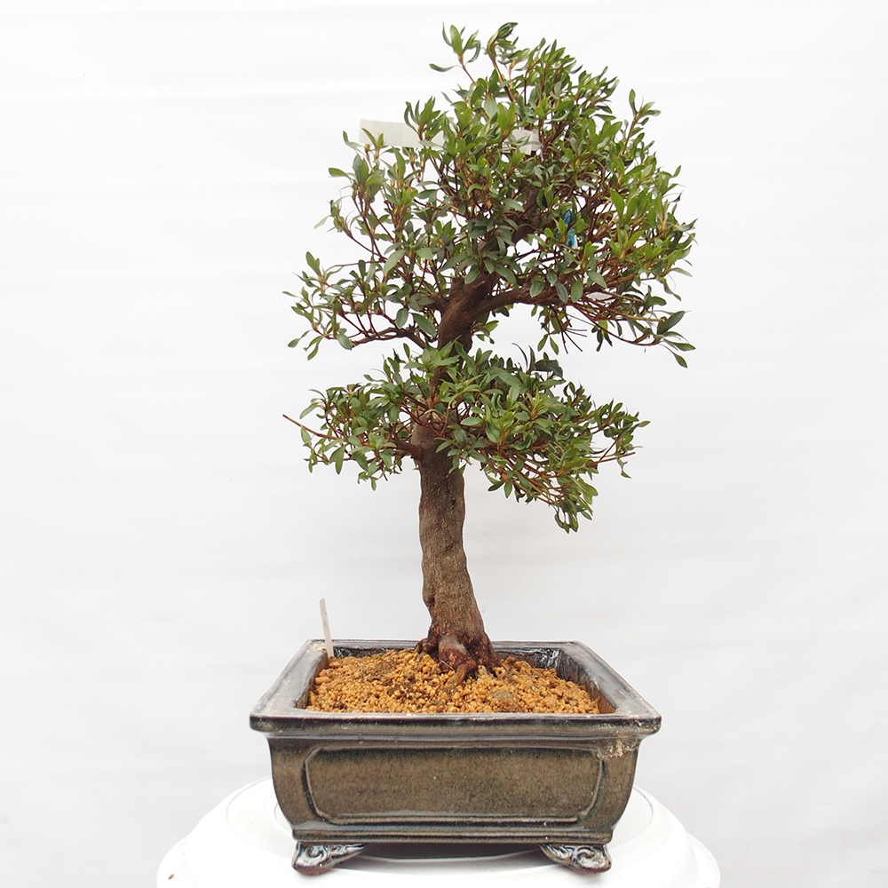 Bonsai zewnętrzne - Azalia japońska - Azalia CHIHIRO