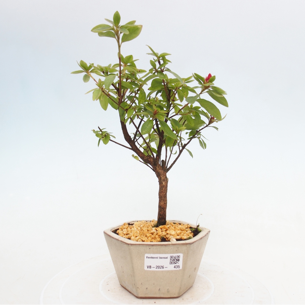 Outdoor bonsai - Azalia japońska - Azalea sp.