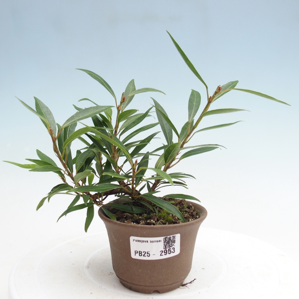 Bonsai wewnętrzne - Ficus nerifolia - figowiec drobnolistny