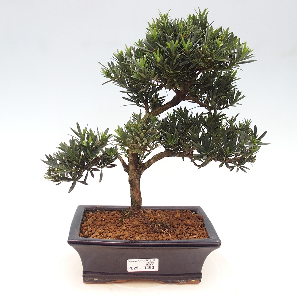 Kryty bonsai - Podocarpus - Kamień tys