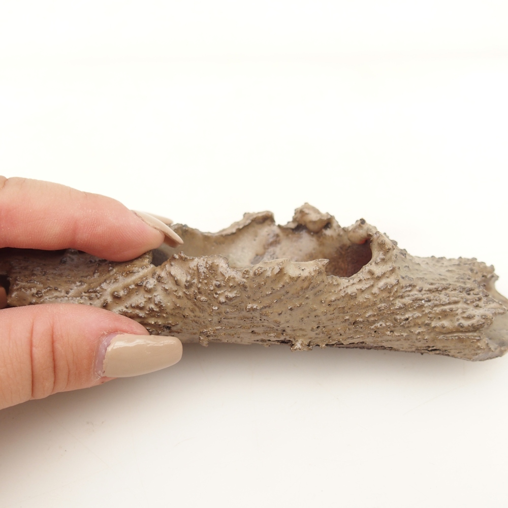 Ceramiczna muszla 15 x 5 x 3 cm, kolor beżowy