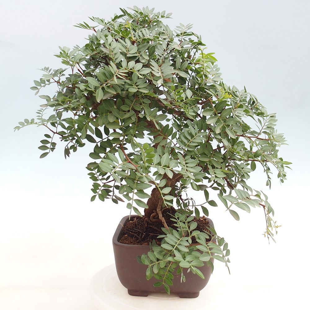 Bonsai pokojowe - Pistacja