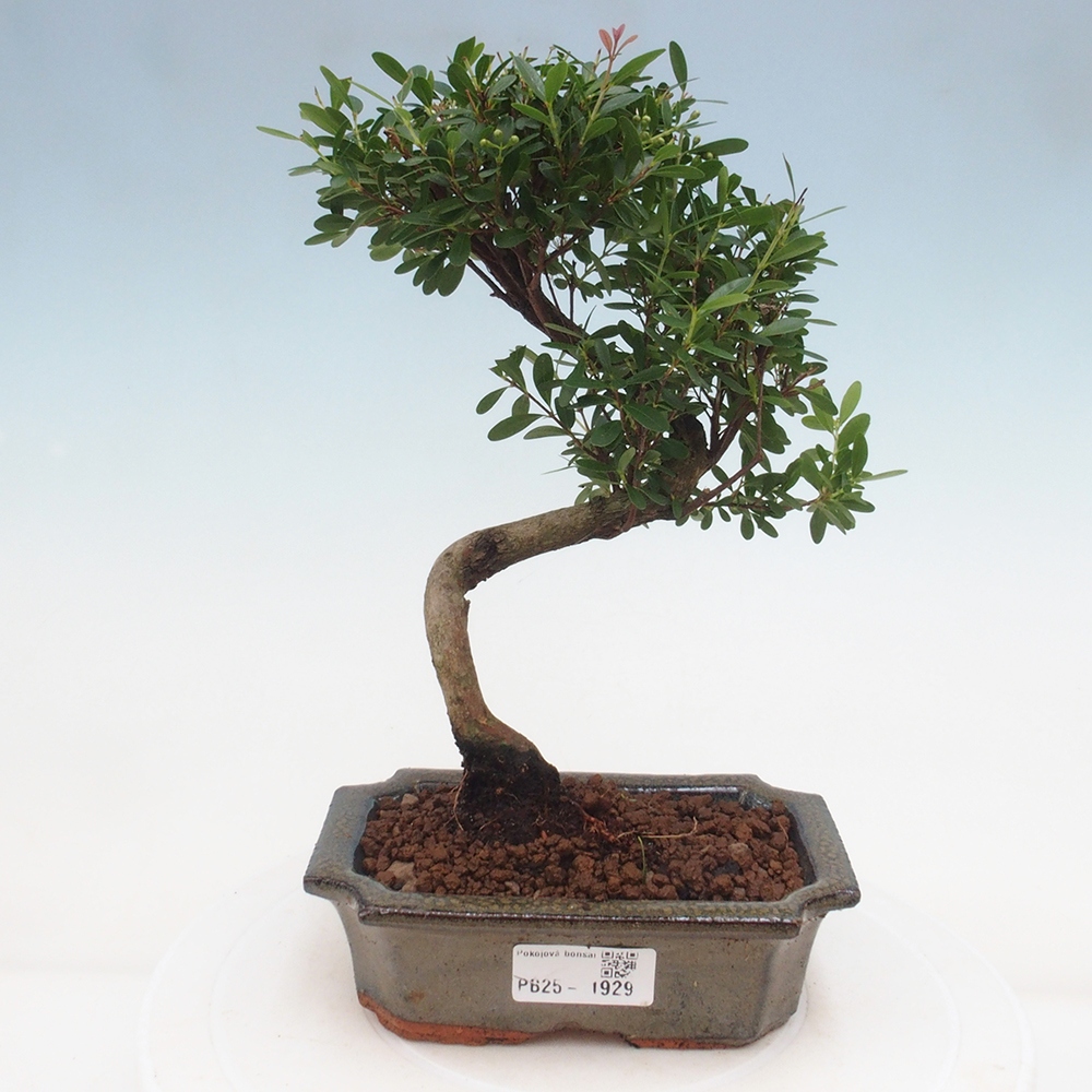 Pokój bonsai - Syzygium - Pimentovník