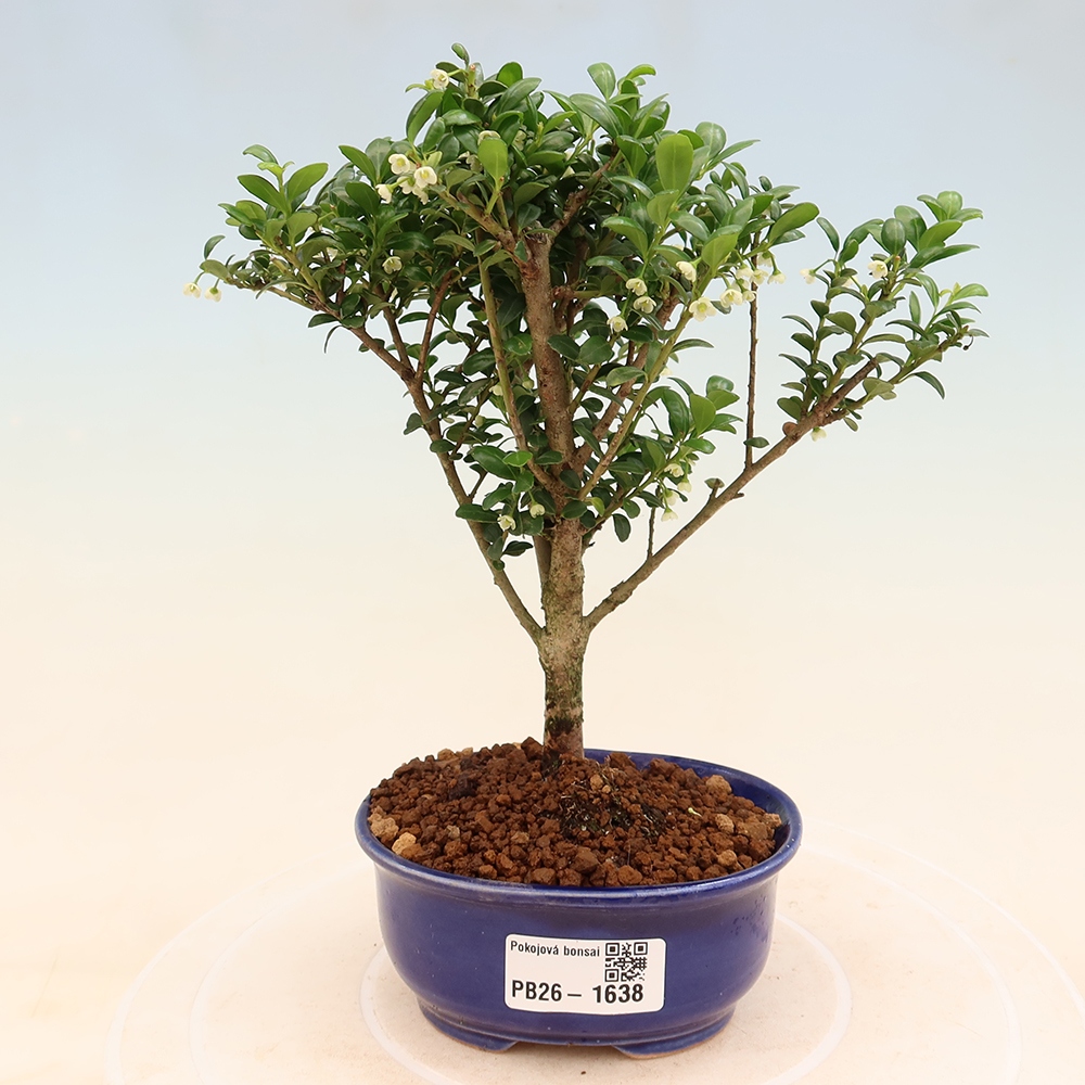 Pokój bonsai - Ilex crenata - Ostrokrzew