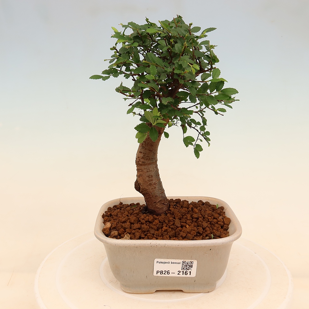 Pokój bonsai - Ulmus parvifolia - Wiąz drobnolistny