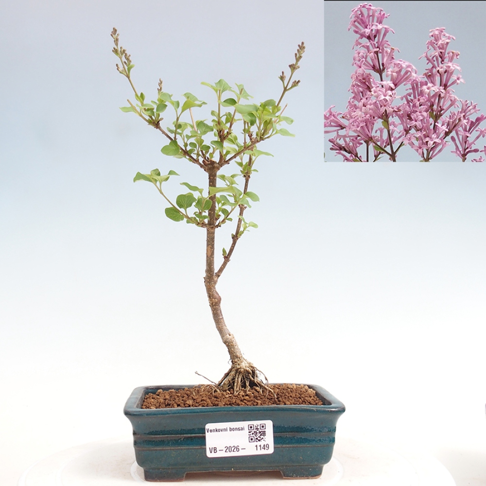 Outdoor bonsai - Syringa Meyeri Palibin - Lilak Meyera