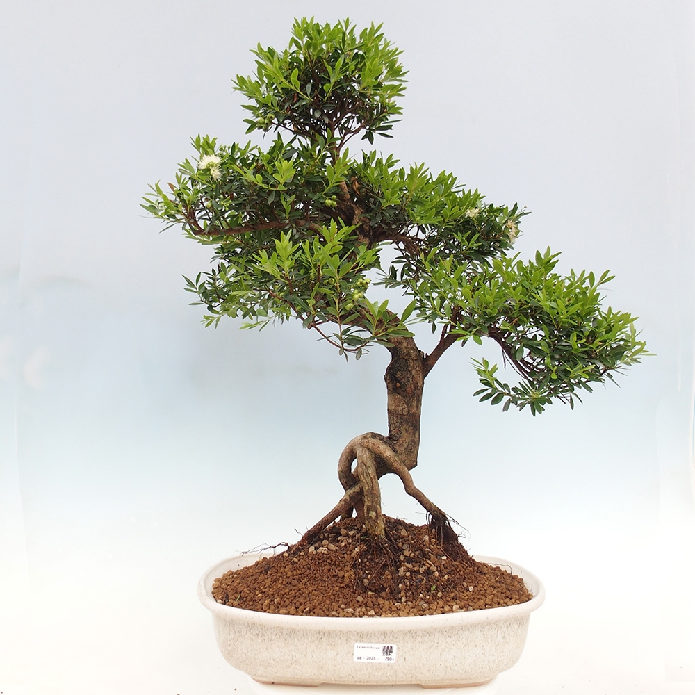Indoor bonsai - Syzygium - Pimento - WYŁĄCZNIE ODBIÓR OSOBISTY lub transport paletowy