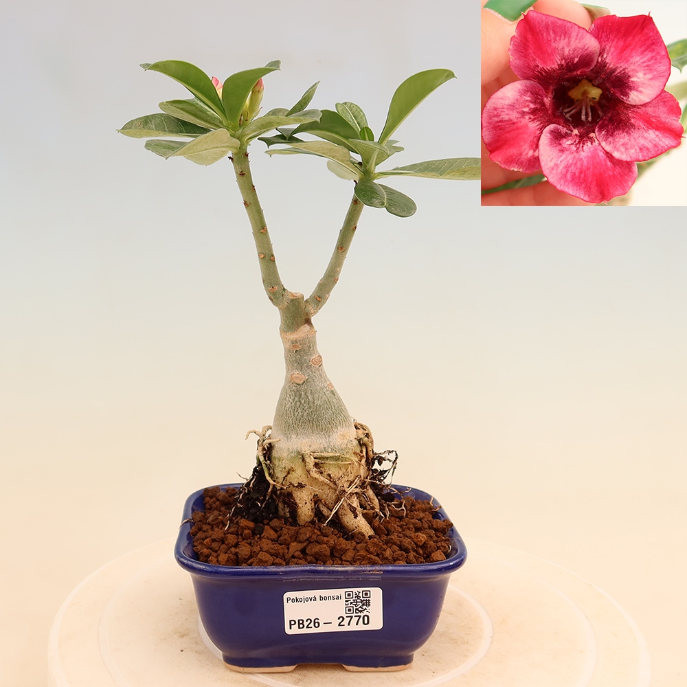 Bonsai pokojowe – Adenium obesum szczepione odmianą Mumbai Pink Diamond – Róża pustynna
