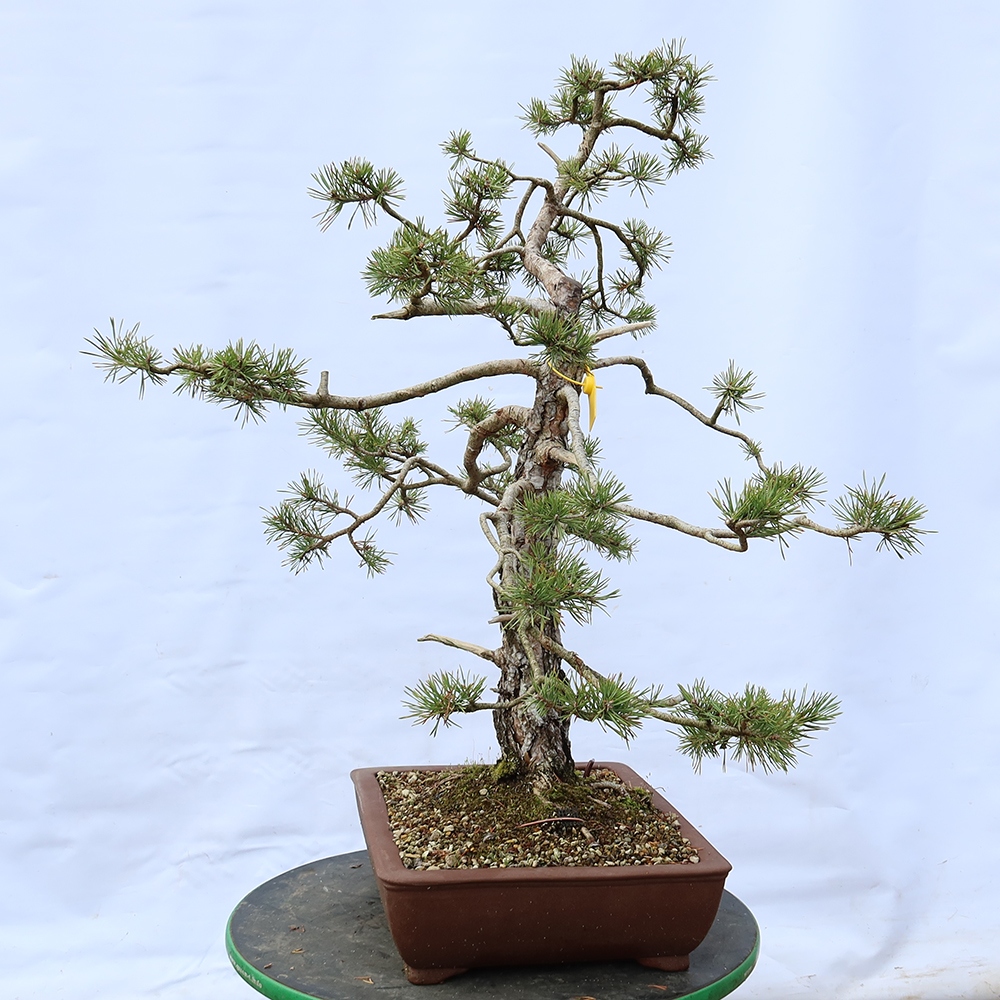 Pinus sylvestris Hiszpania – sosna zwyczajna