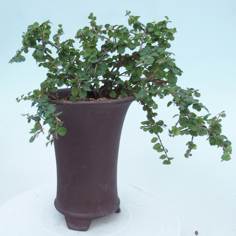 Pokój bonsai - Grewia sp. - Grewia malafolia