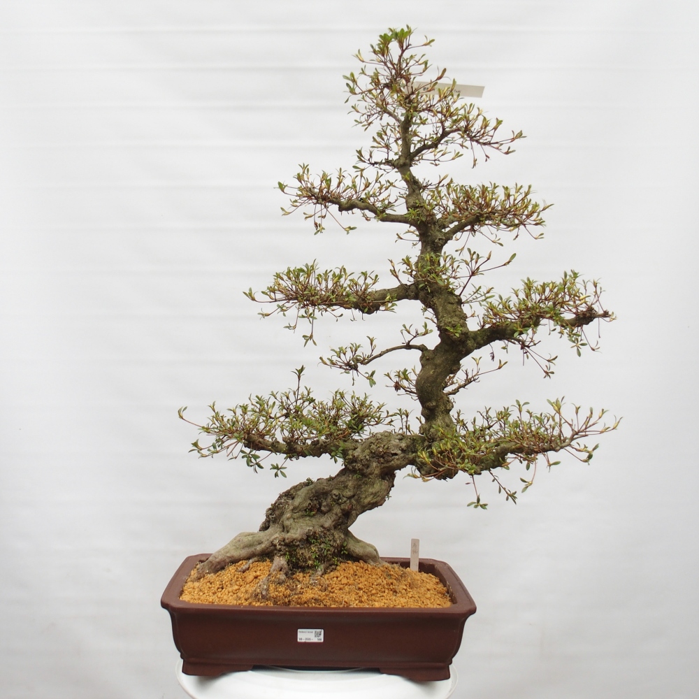Bonsai zewnętrzne - Azalia japońska - Azalia Hekinan-no-Tsuki