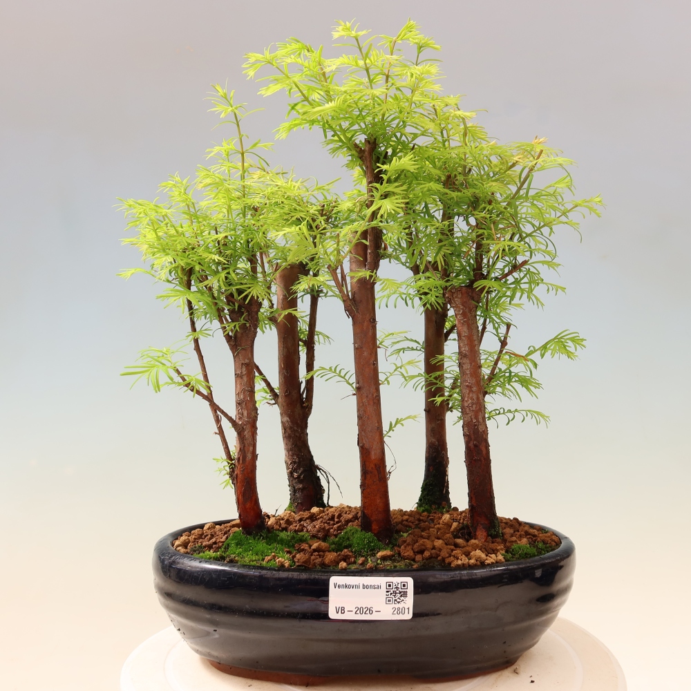 Bonsai ogrodowe – Metasequoia glyptostroboides – metasekwoja chińska – zagajnik