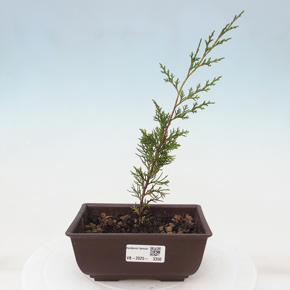 Outdoor bonsai - Juniperus chinensis Itoigawa - Jałowiec chiński