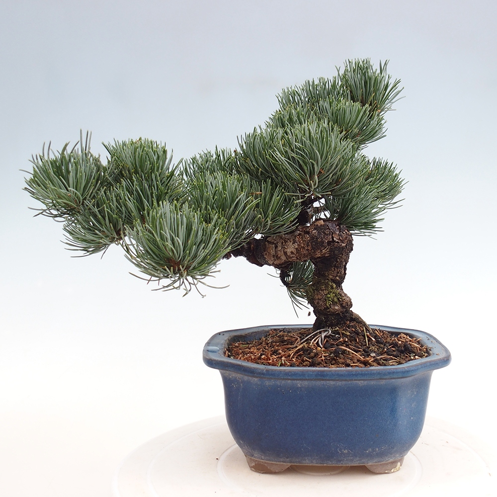Outdoor bonsai - Pinus parviflora - Mała sosna
