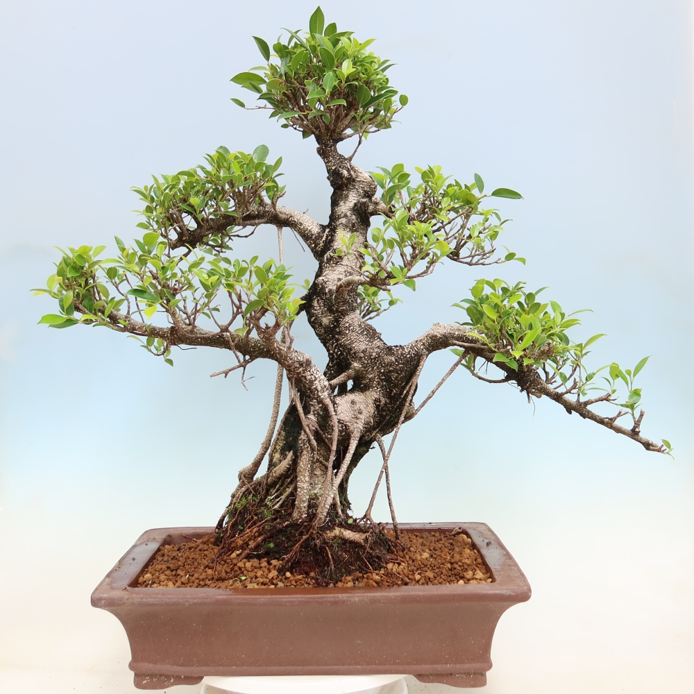 Pokój bonsai - Ficus kimmen - figowiec drobnolistny