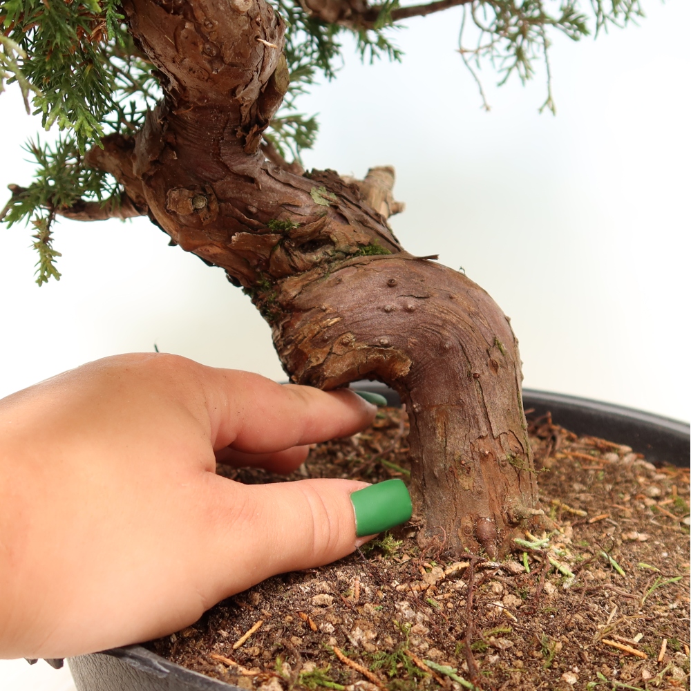 Bonsai ogrodowe – Juniperus chinensis Itoigawa – jałowiec chiński