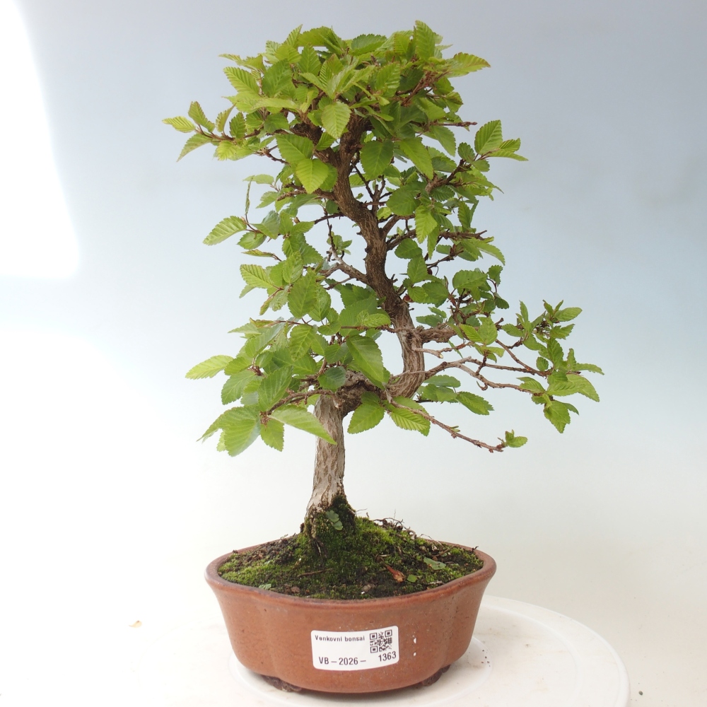 Outdoor bonsai - Carpinus CARPINOIDES - grab koreański