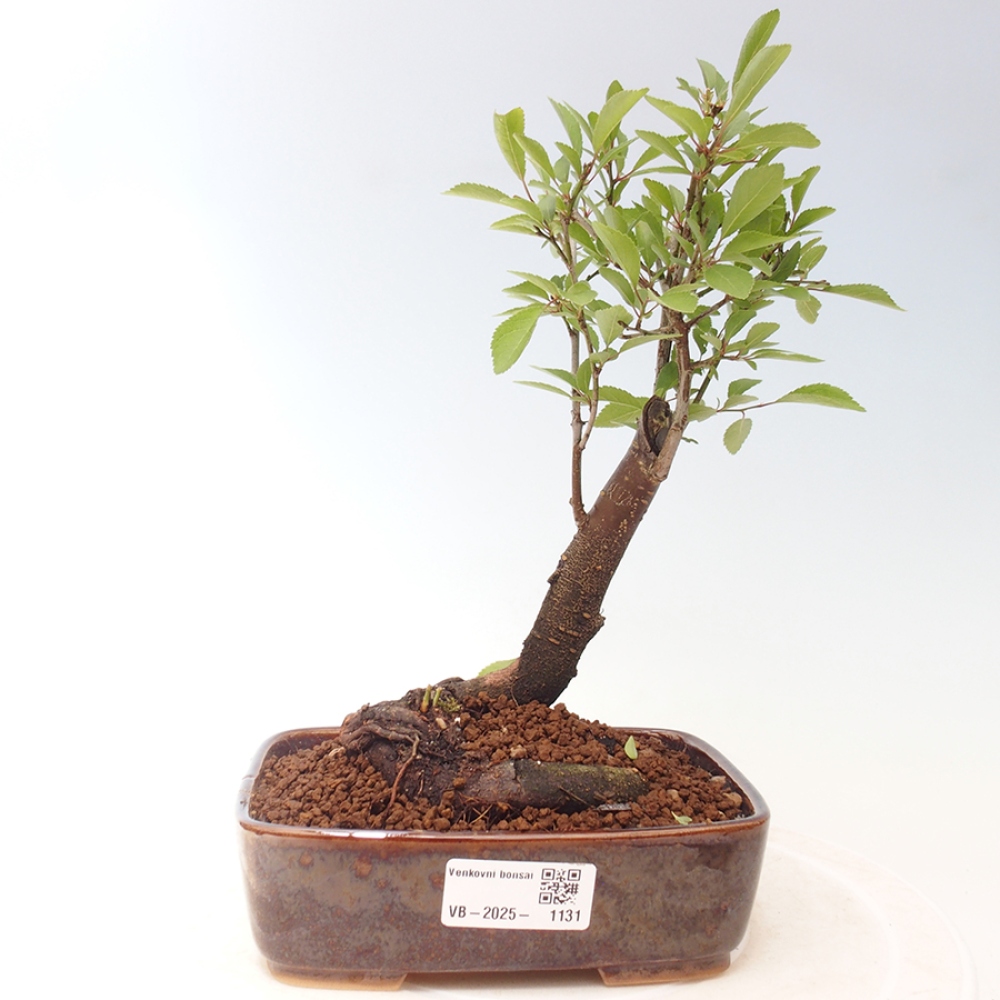 Outdoor bonsai - Prunus spinosa - tarnina