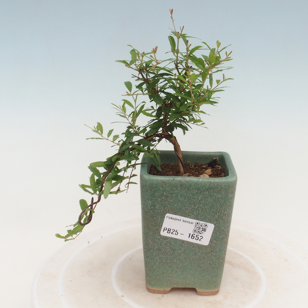 Pokój bonsai-Punica granatum -Granat