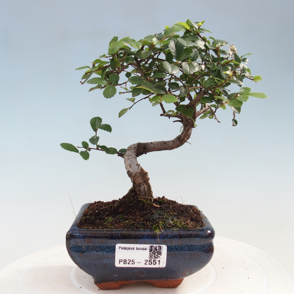 Kryty bonsai - Ulmus parvifolia - Wiąz mały liść
