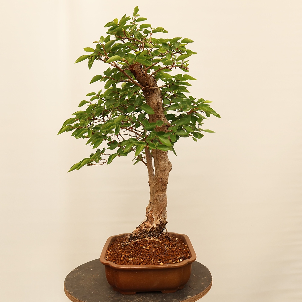 Bonsai plenerowe - Carpinus Coreana - grab koreański