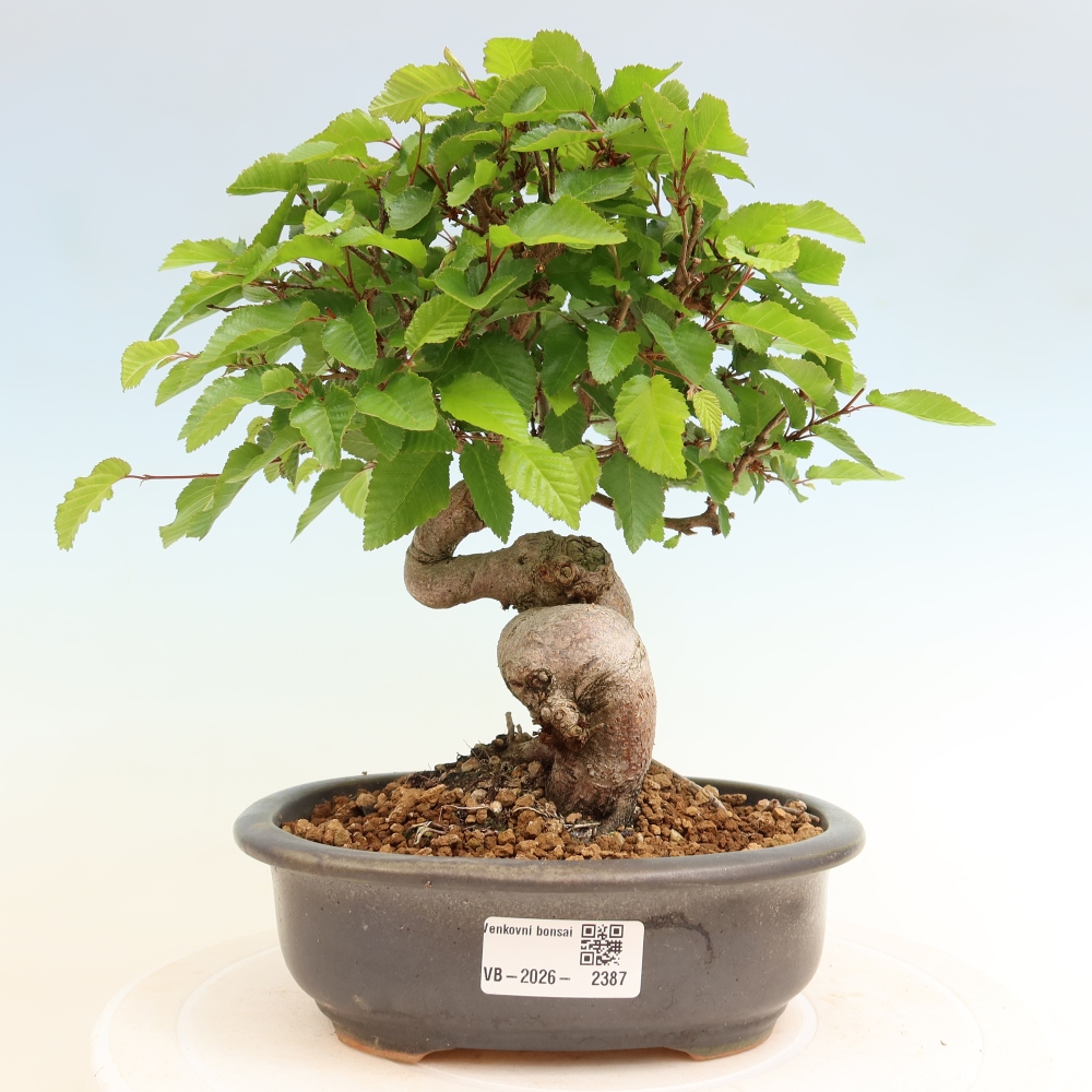 Outdoor bonsai - Carpinus coreana - grab koreański