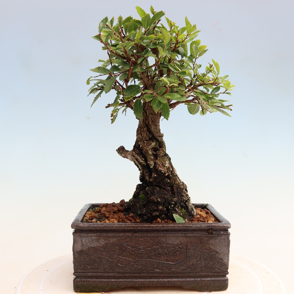 Bonsai zewnętrzne - Zelkova - Zelkova NIRE