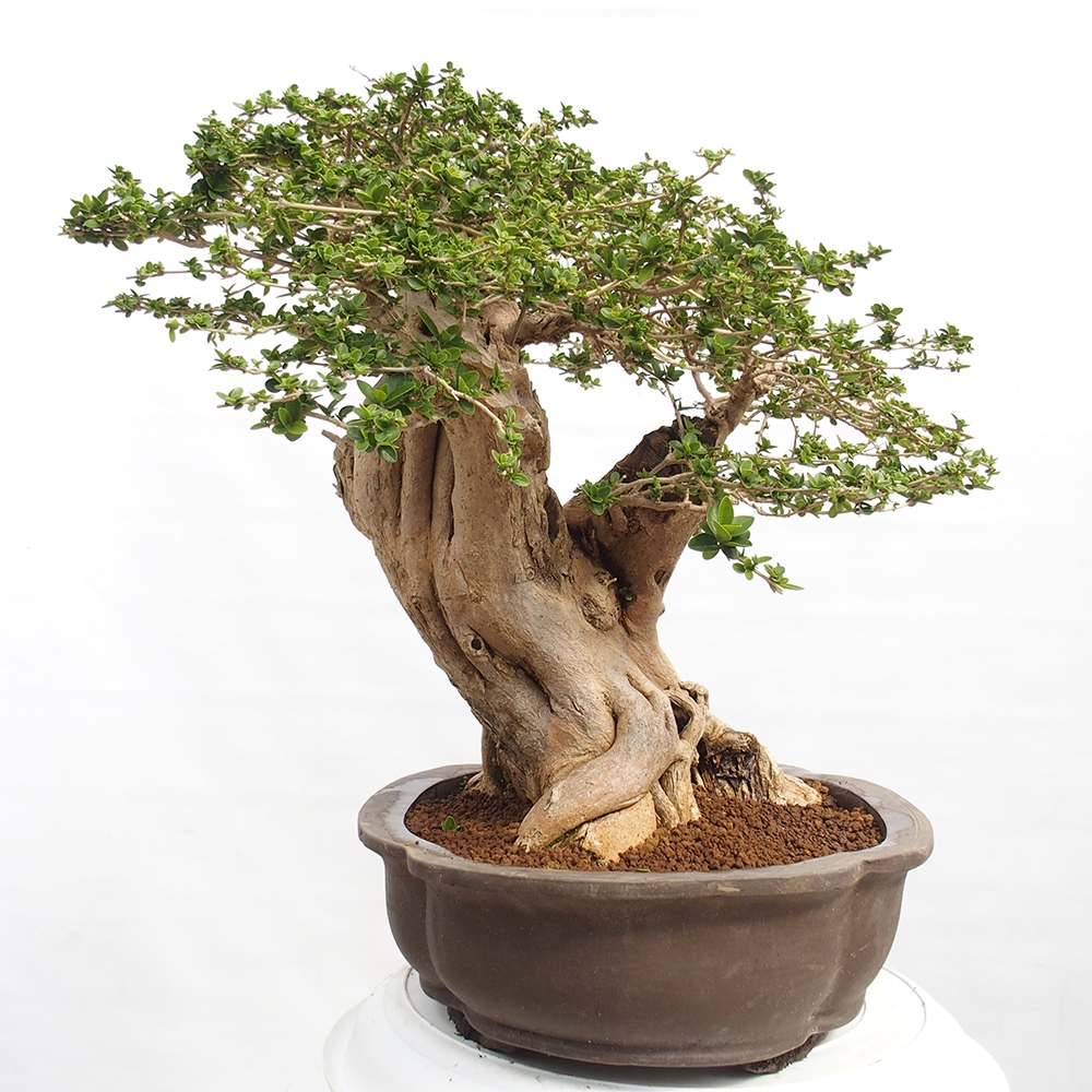 Bonsai wewnętrzne - Premna serratifolia - Kozlovon drobnolistny