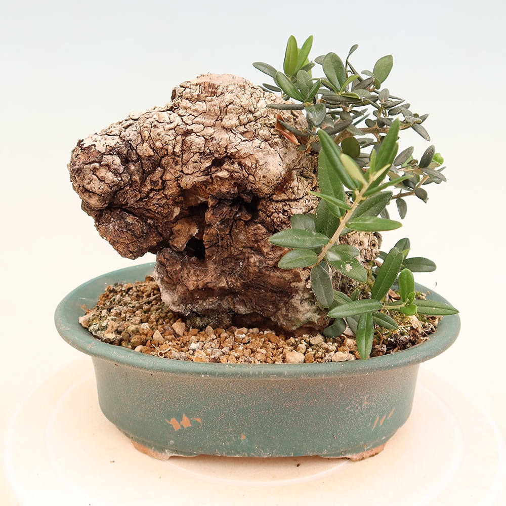 Bonsai do wnętrz - Olea europaea sylvestris