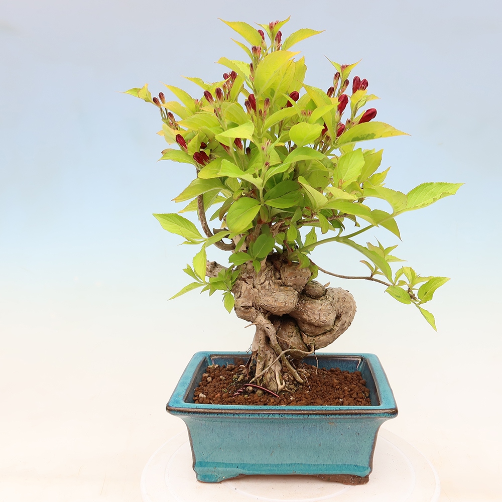 Bonsai ogrodowe – Weigela subsessilis – Weigela koreańska