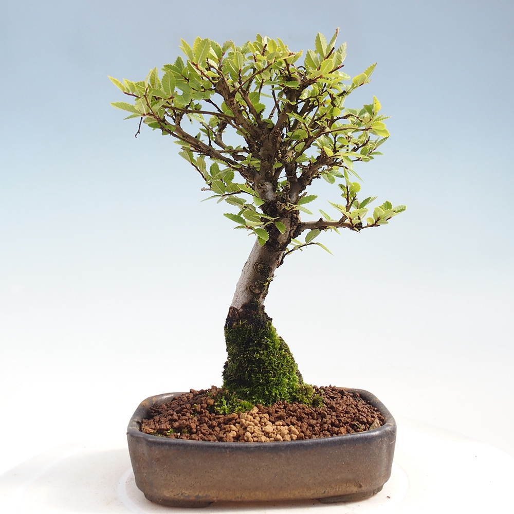 Outdoor bonsai - Zelkova - Zelkova NIRE