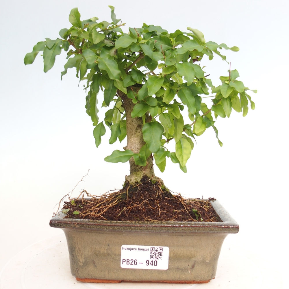 Pokój bonsai - Ligustrum chinensis - Dziób ptaka