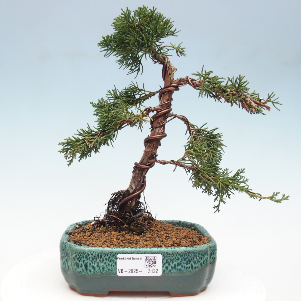 Bonsai zewnętrzne - Juniperus chinensis Kishu - Jałowiec chiński