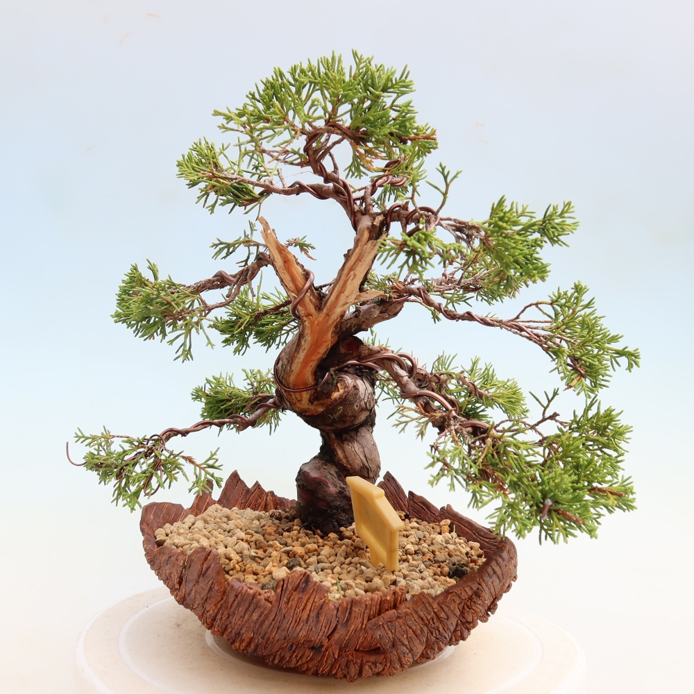 Bonsai ogrodowe – Juniperus chinensis Itoigawa – jałowiec chiński