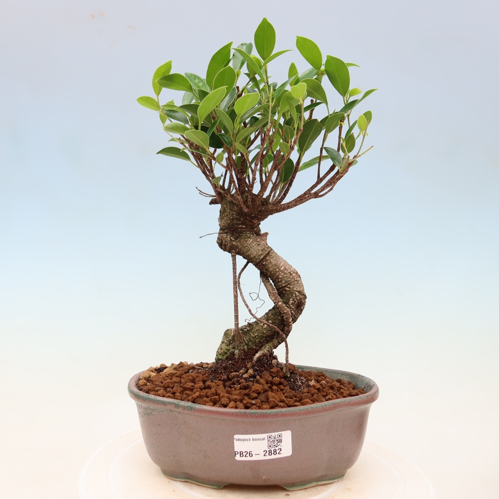 Pokój bonsai - Ficus kimmen - figowiec drobnolistny