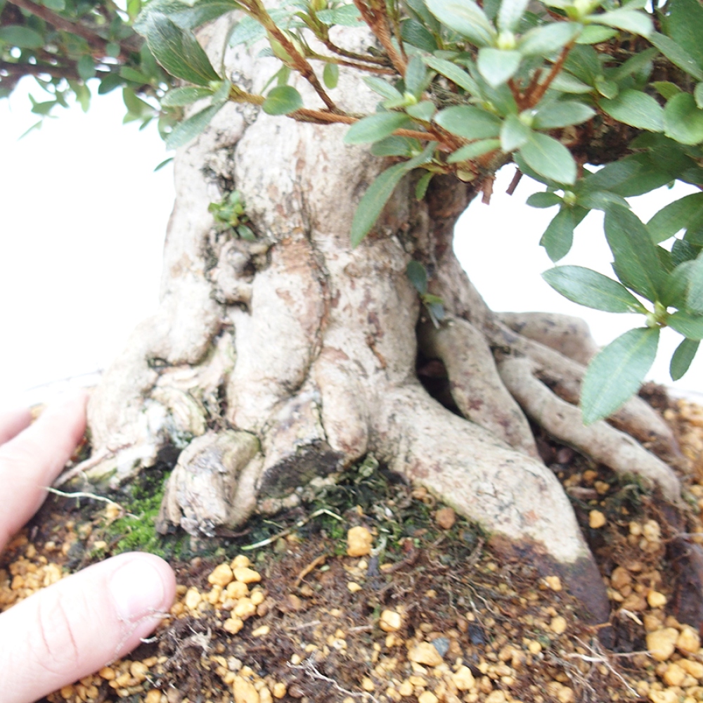 Bonsai ogrodowe - azalia japońska - Azalea Byakuren