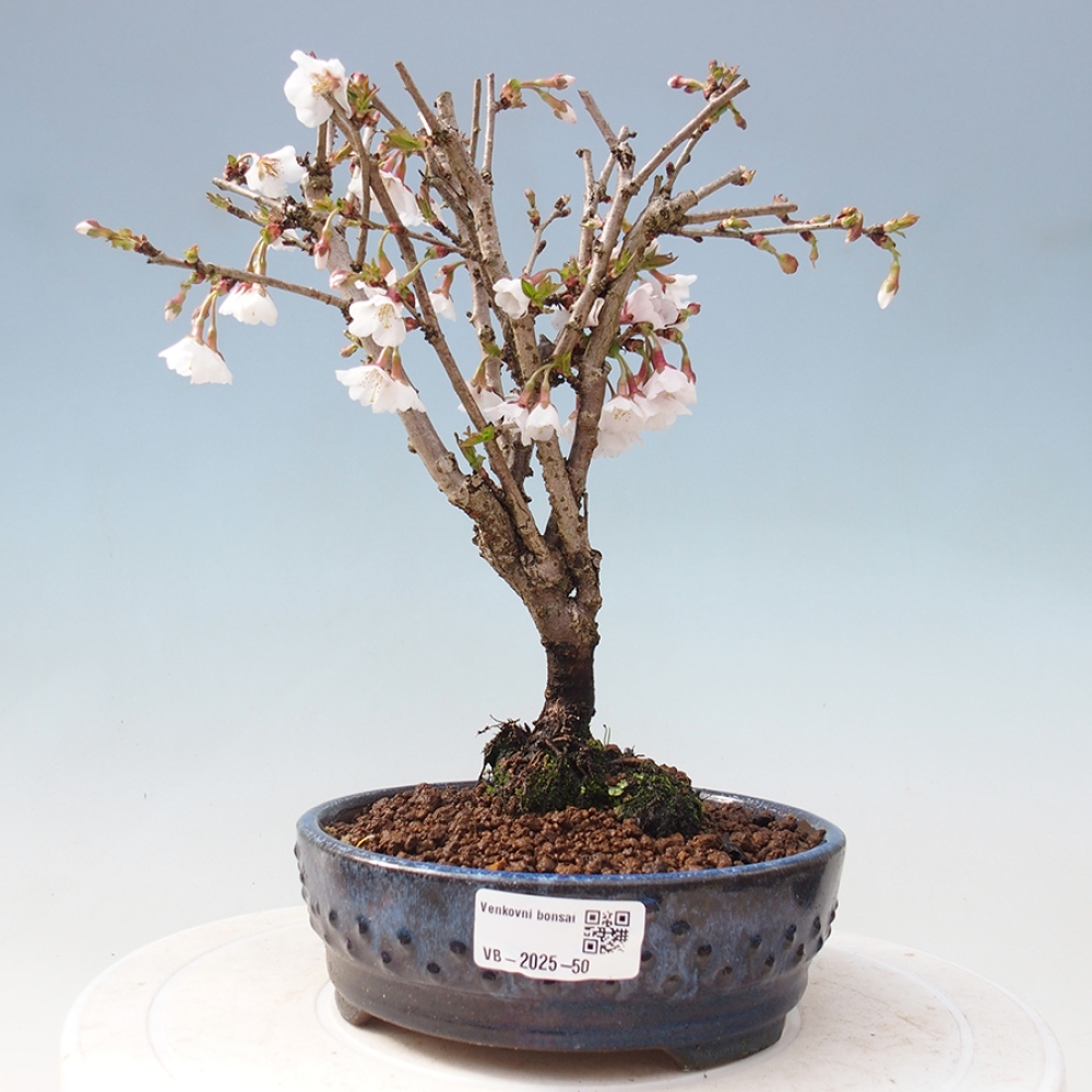 Bonsai zewnętrzne - Prunus incisa Kojou-no mai-cięcie śliwki