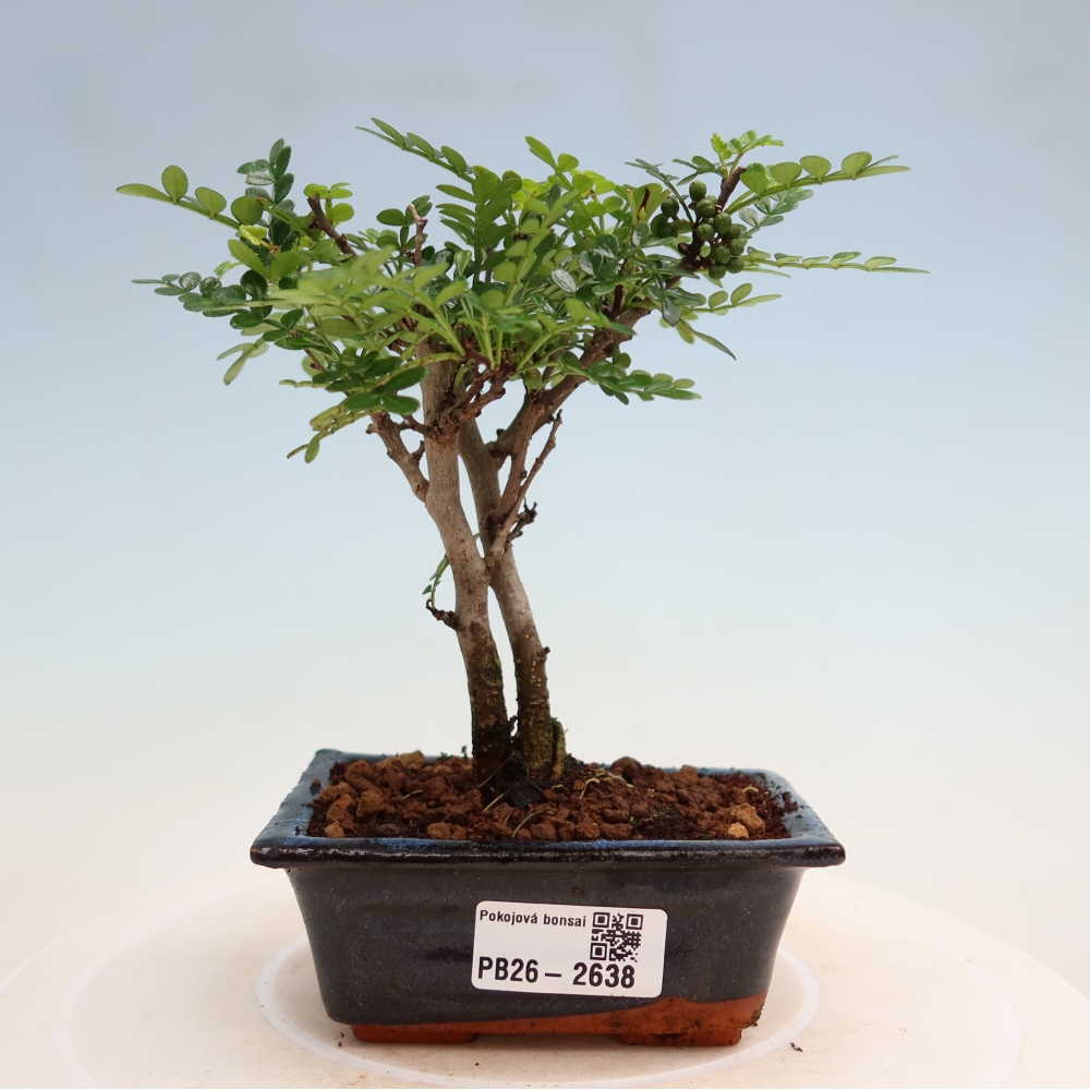 Pokój bonsai - Zantoxylum piperitum - drzewo pieprzowe