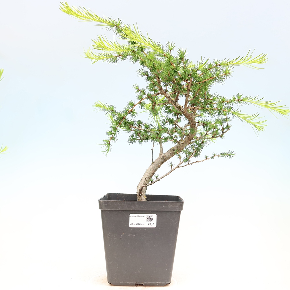 Bonsai zewnętrzne - Larix decidua - Modrzew