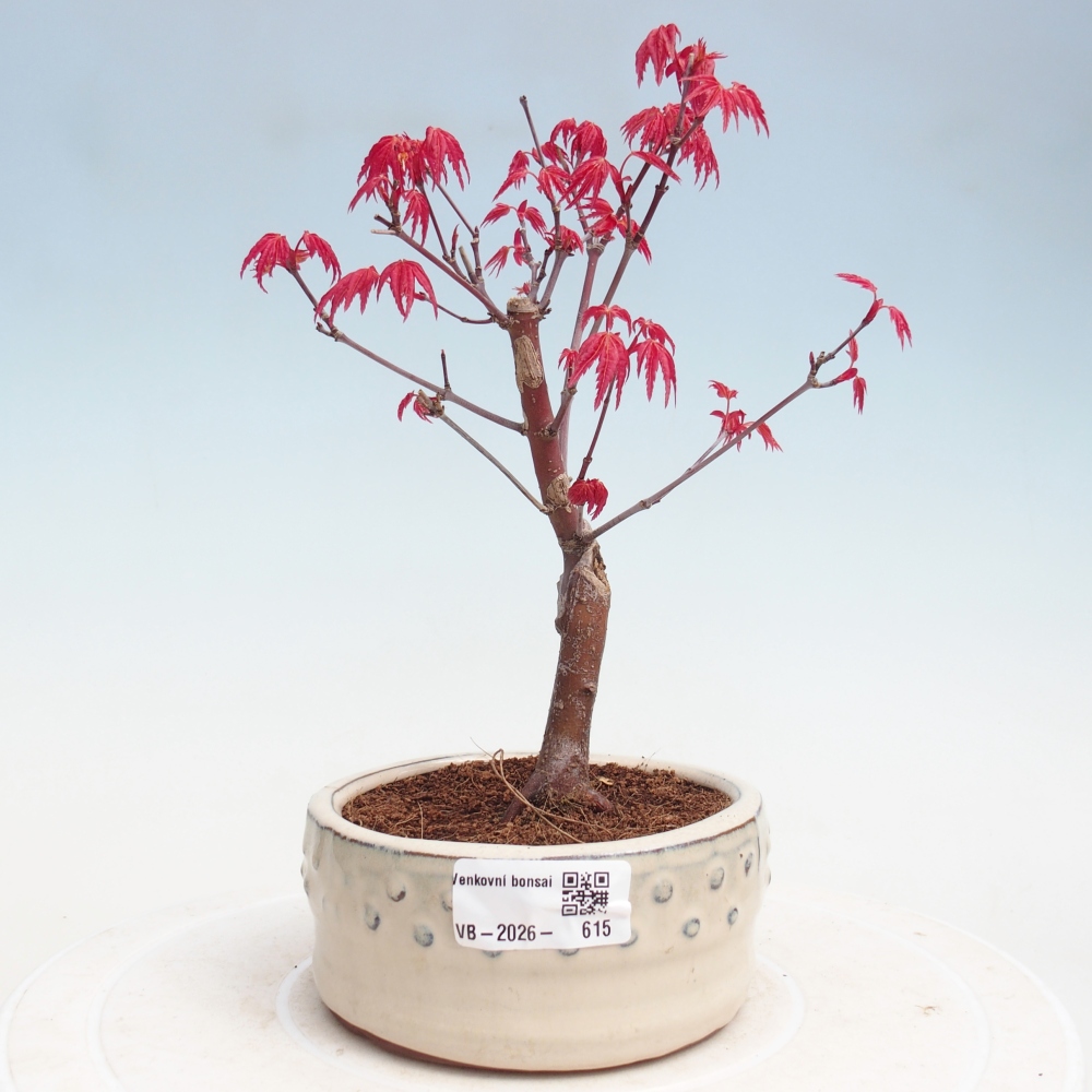 Outdoor bonsai - Acer palmatum DESHOJO