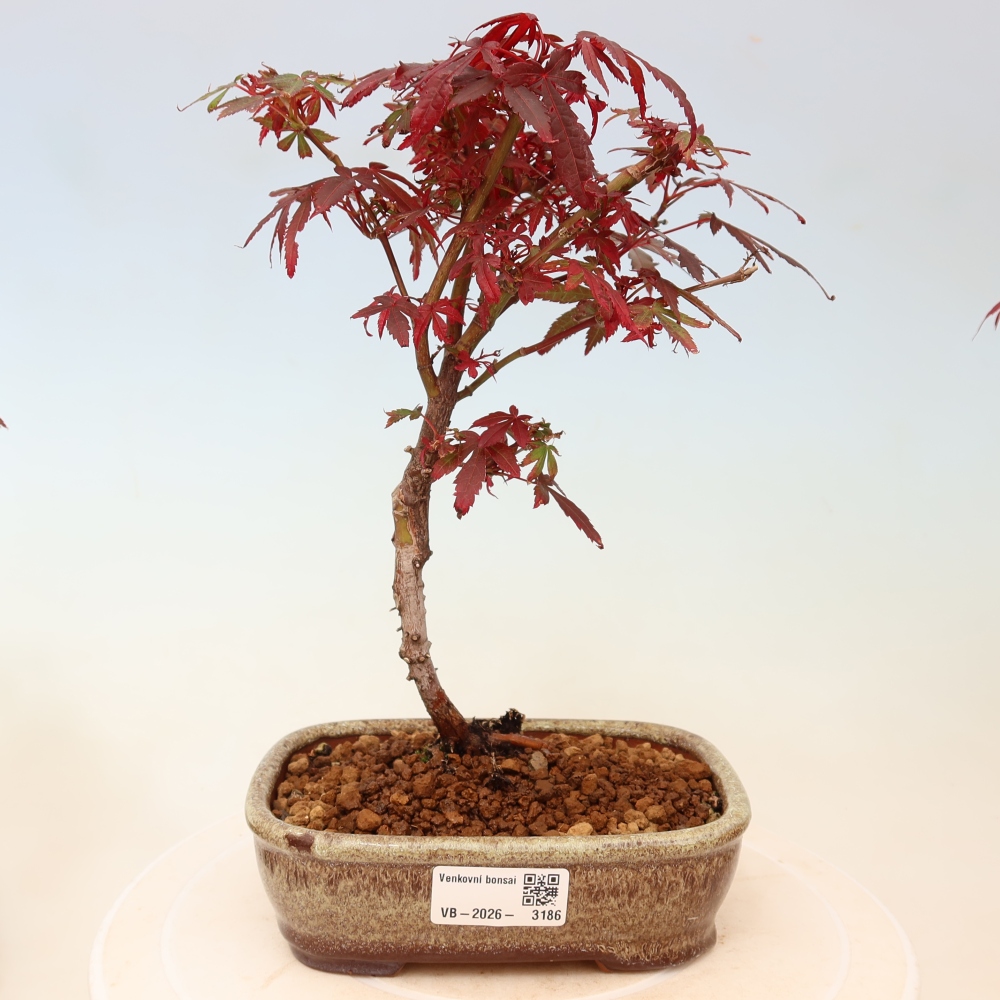 Bonsai ogrodowe – klon palmowy – Acer palmatum Berry Broom 
