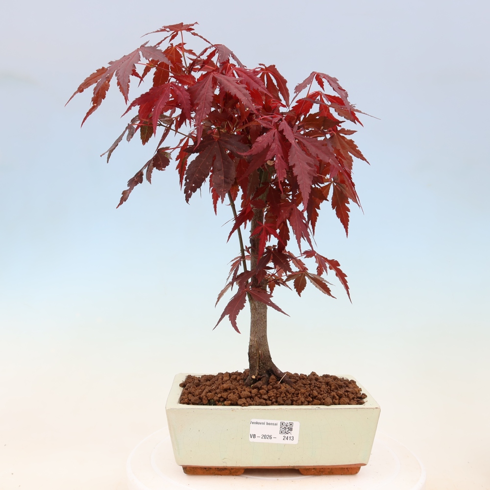 Bonsai na zewnątrz - Palma Acer. Atropurpureum-Javor palmate