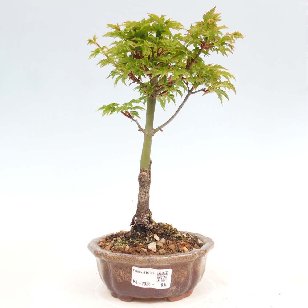 Outdoor bonsai - Jawor drobnolistny SHISHIGASHIRA