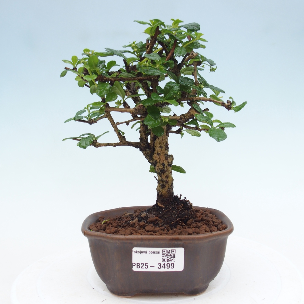 Bonsai pokojowe - Carmona macrophylla - Tea fuki