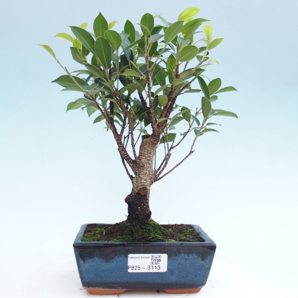 Bonsai wewnętrzne - Ficus retusa - figowiec drobnolistny