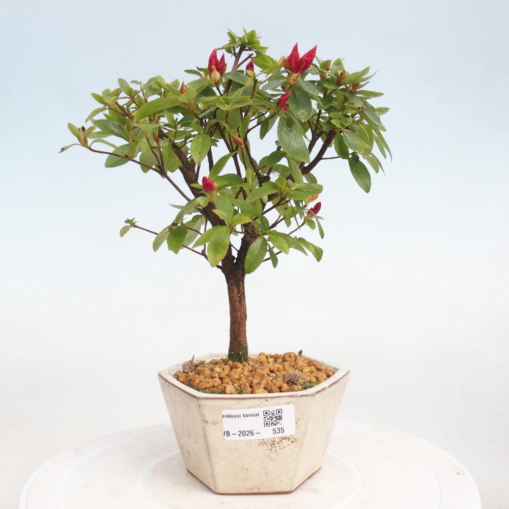 Outdoor bonsai - Azalia japońska - Azalea sp.