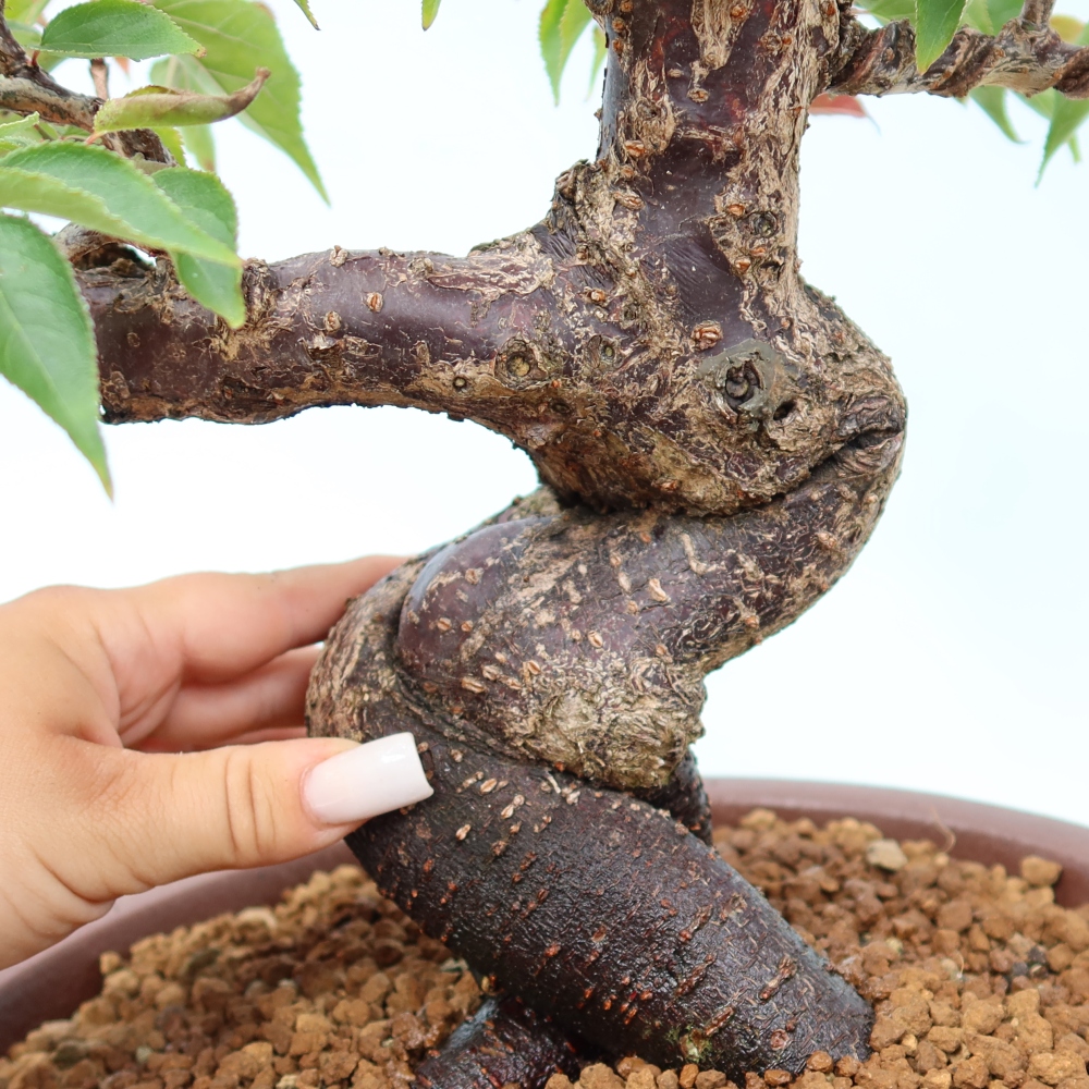 Bonsai ogrodowe – japońska śliwka – Prunus Mume