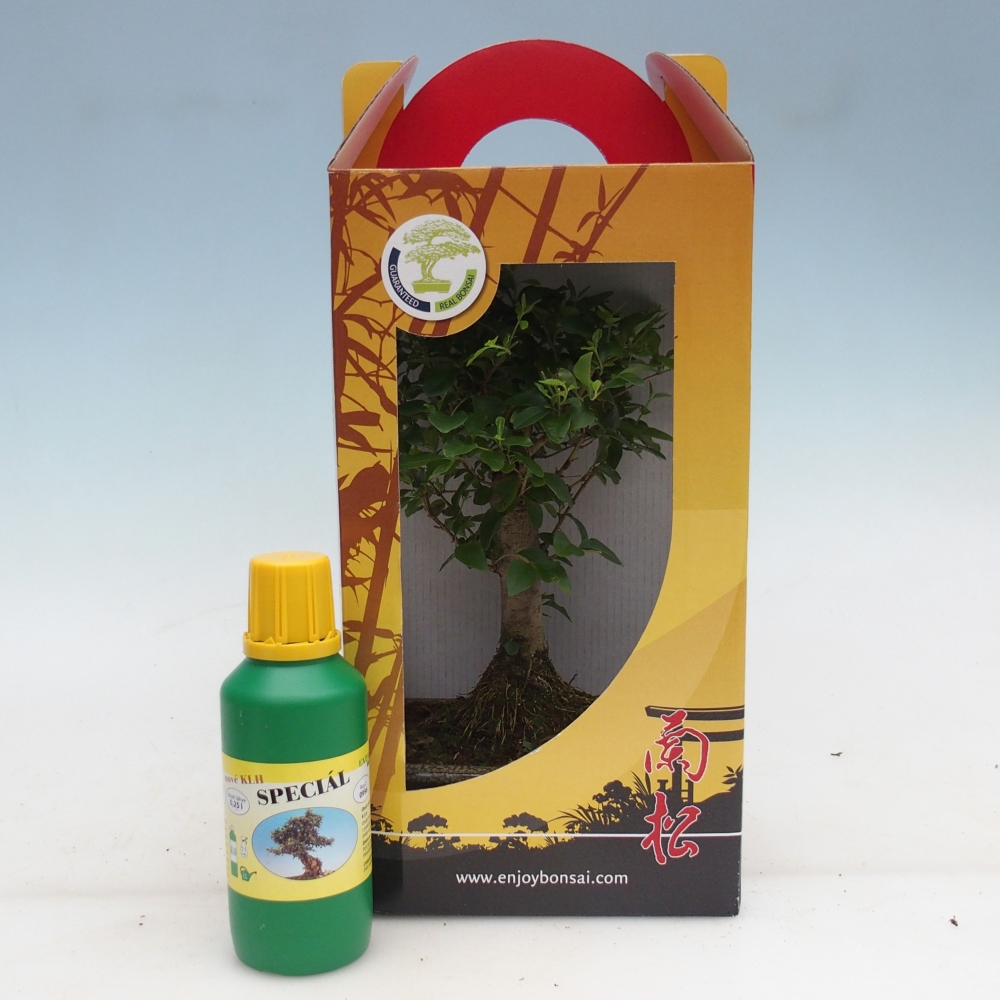 Bonsai pokojowe w pudełku upominkowym Ligustrum chinensis - Ptasi Dziób